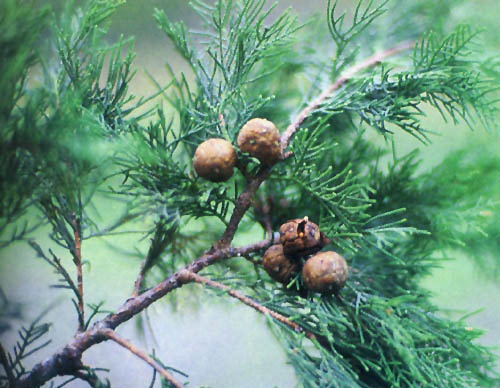 ľcypress)ϸ