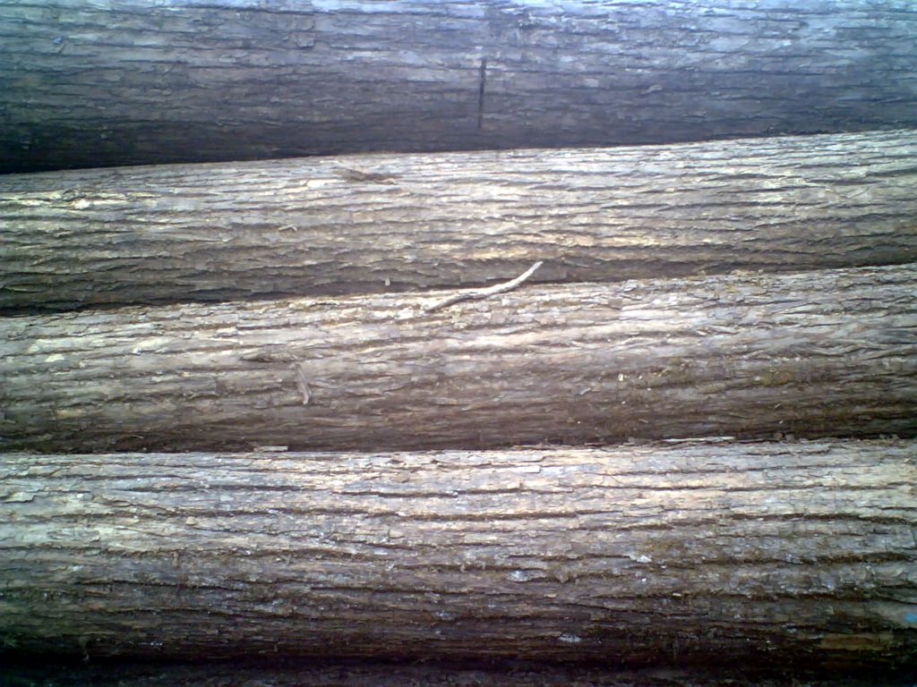 椴木原木,板材