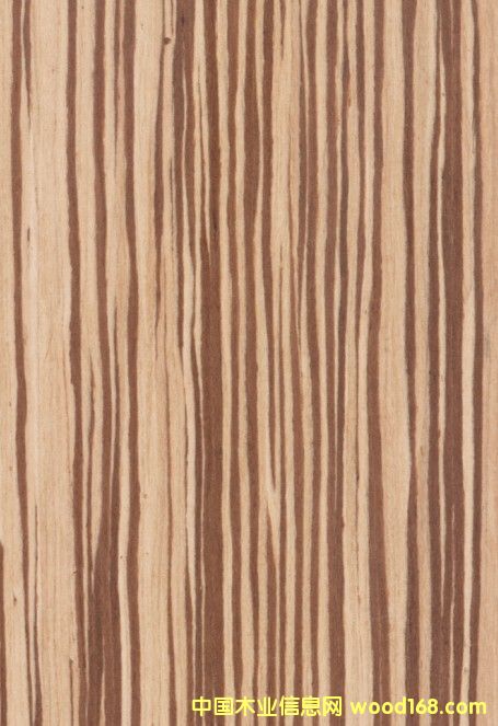 K.Y.Zebrawood#204ϸ