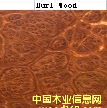 Burl wood