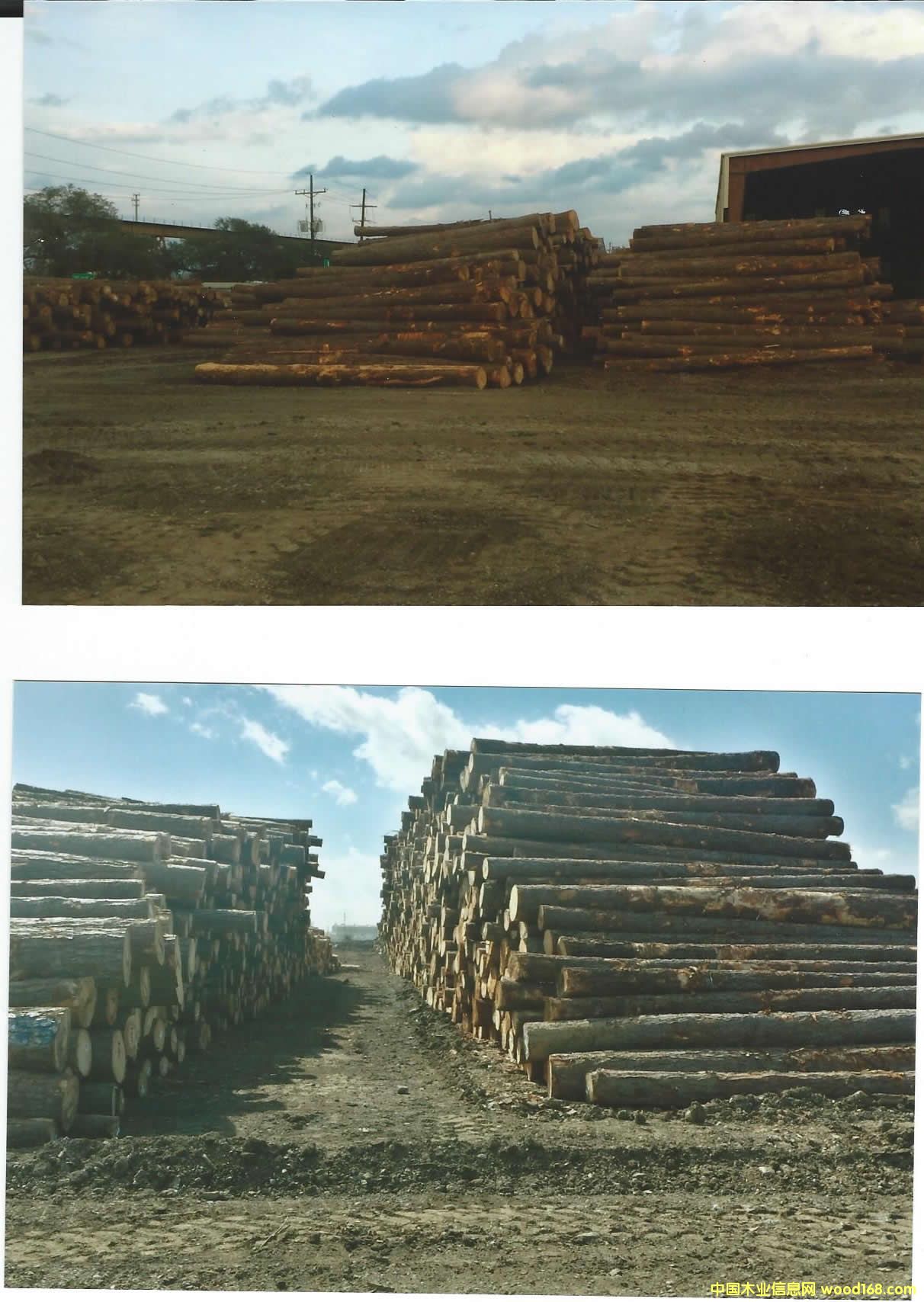 Ϸ Southern Yellow Pine logs 