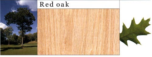 Red Oak ϸ