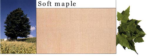 Soft Maple ϸ