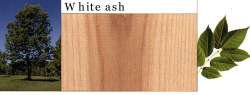 White Ash ˮϸ