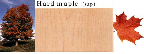 Hard Maple Ӳϸ